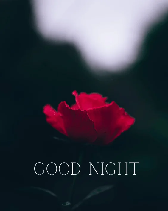 Good Night with Rose Image