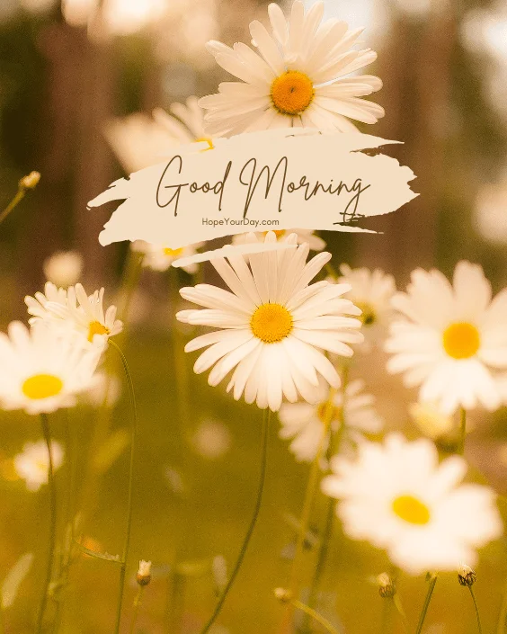 Good Morning Flowers Blossom images