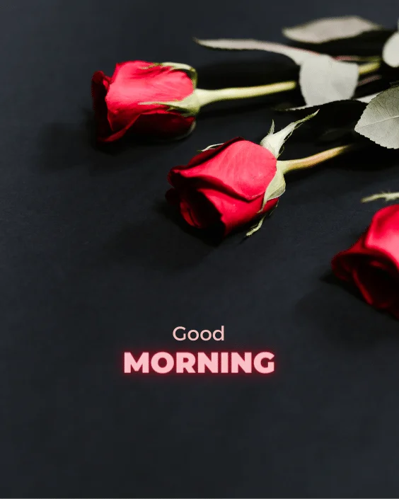 Good Morning Rose Image