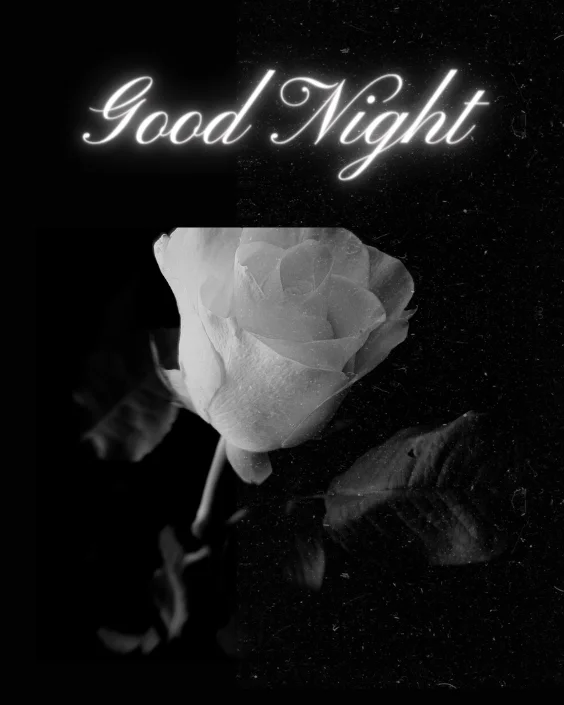 Good Night with Rose Image