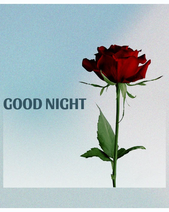 Good Night with Rose Image