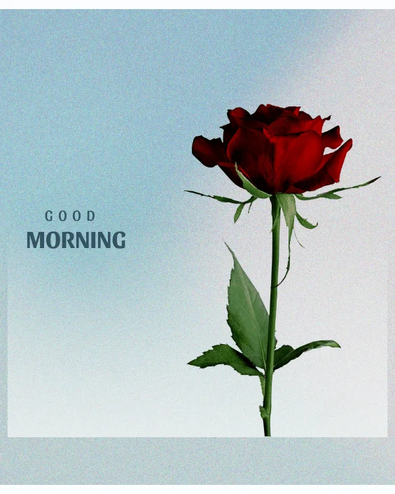 Good Morning Rose Image