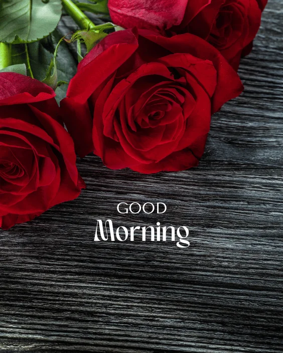 Good Morning Rose Image