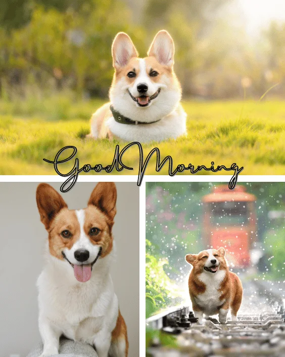 Good Morning Dog with Quotes Image