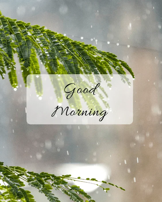 Good Morning Rainy Image