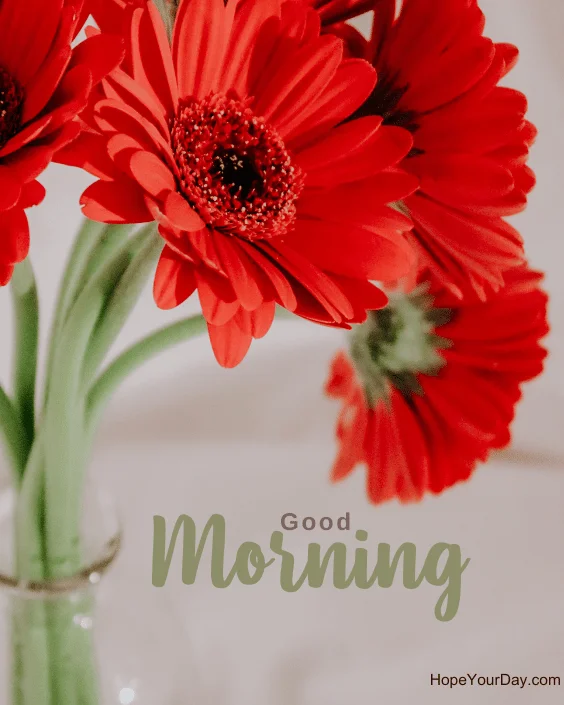 Good Morning Flowers Blossom images