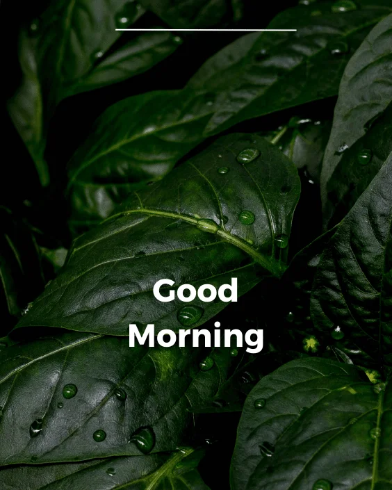 Good Morning Rainy Image