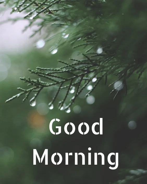 Good Morning Rainy Image