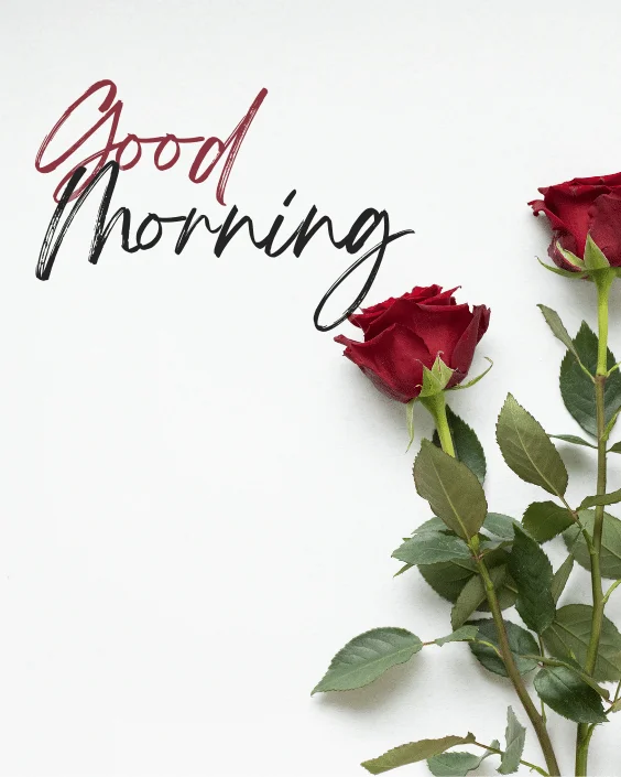 Good Morning Rose Image