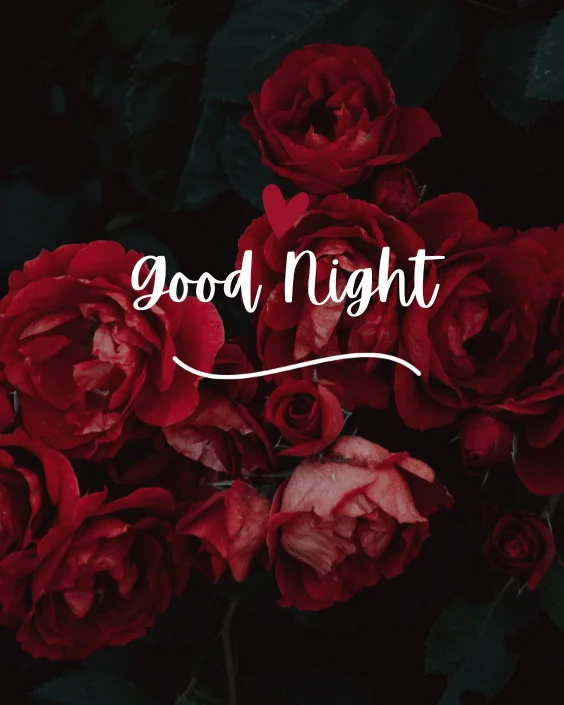 Good Night with Rose Image