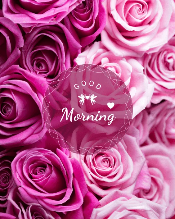 Good Morning Rose Image