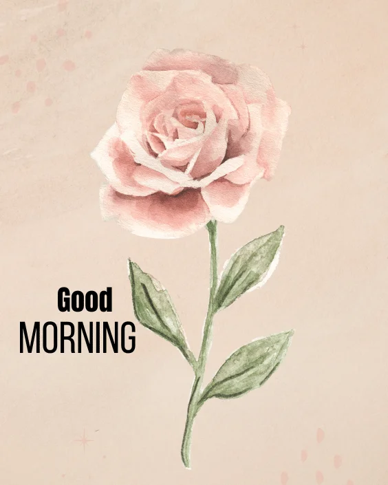 Good Morning Rose Image