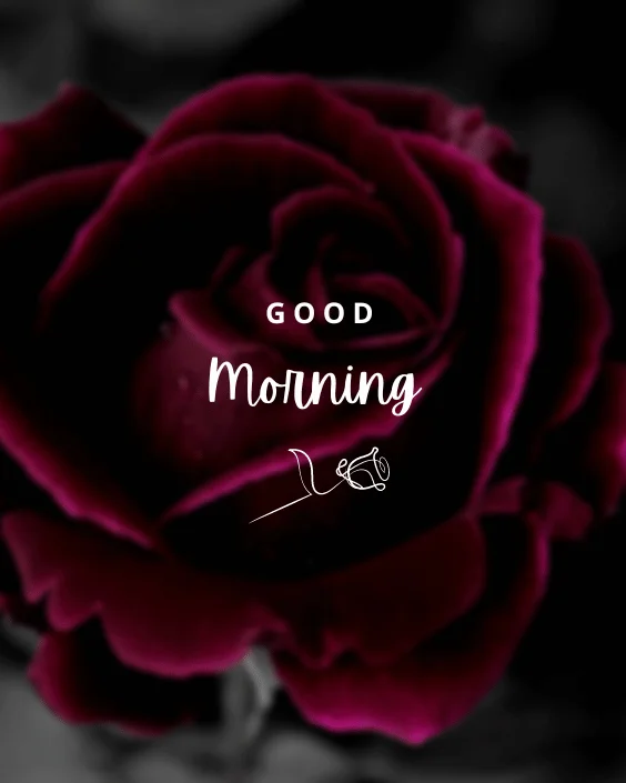 Good Morning Rose Image