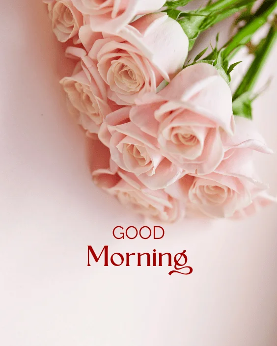 Good Morning Rose Image