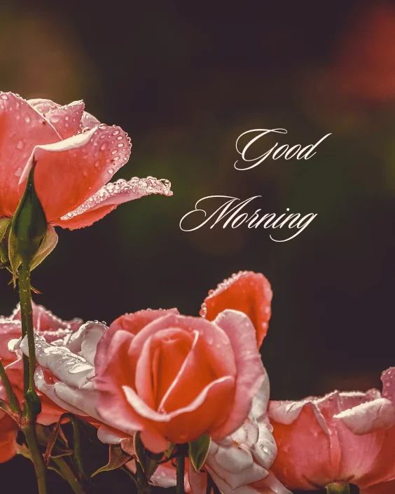 Good Morning Rose Image