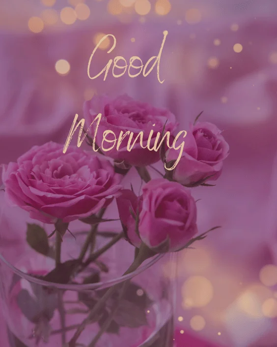 Good Morning Rose Image