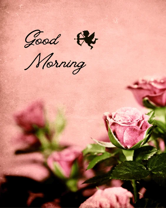 Good Morning Rose Image