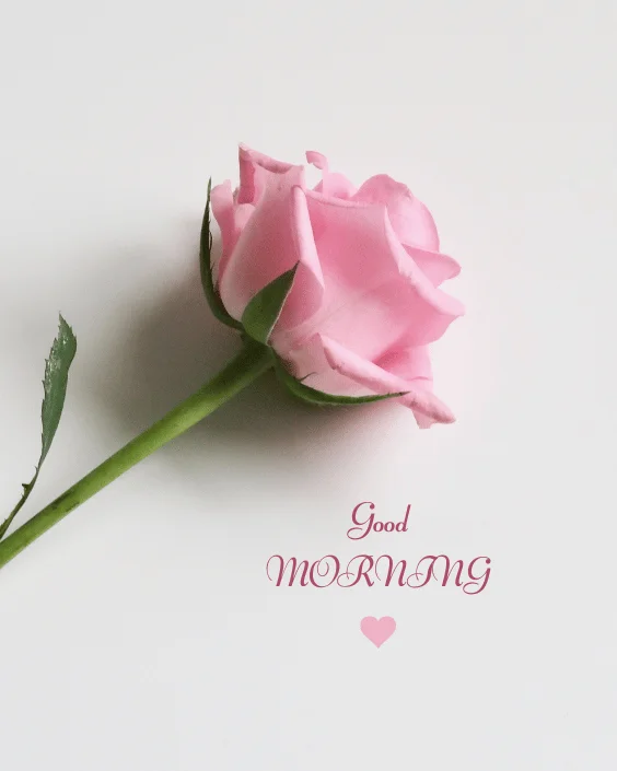 Good Morning Rose Image