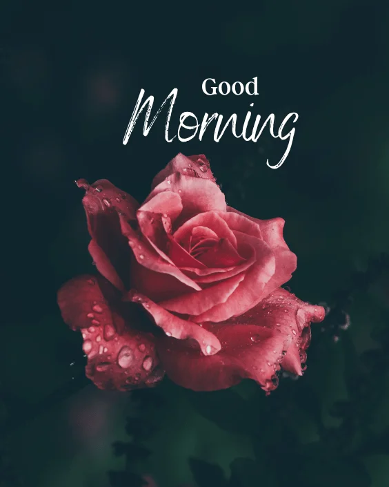 Good Morning Rose Image