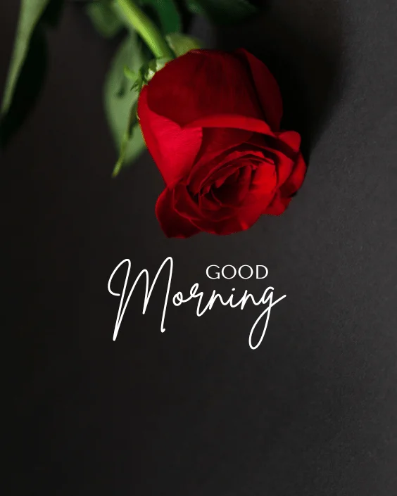 Good Morning Rose Image