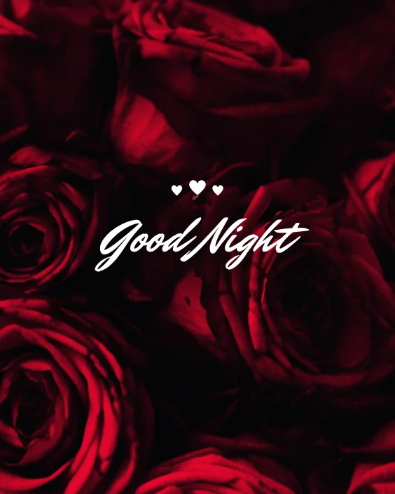 Good Night with Rose Image