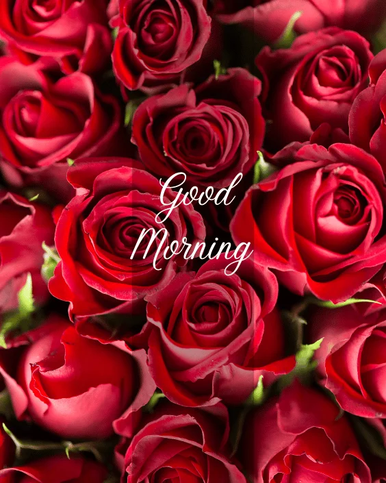 Good Morning Rose Image