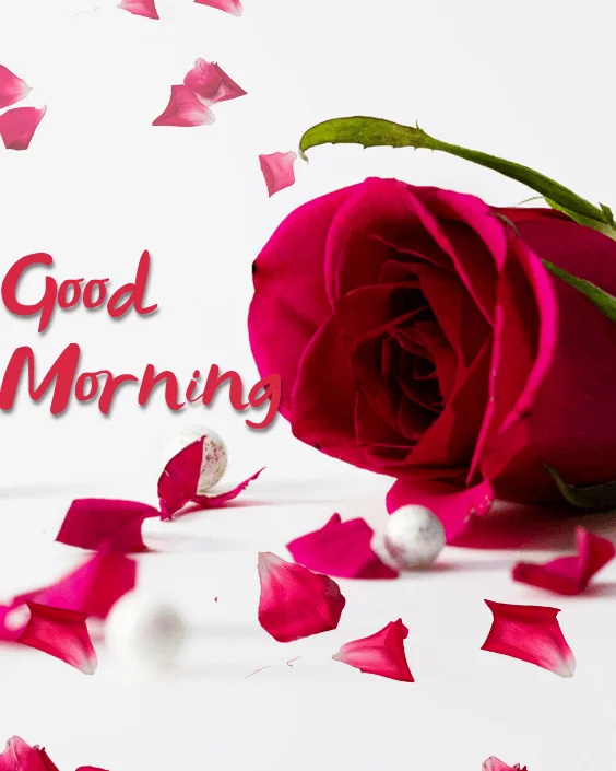 Good Morning Rose Image