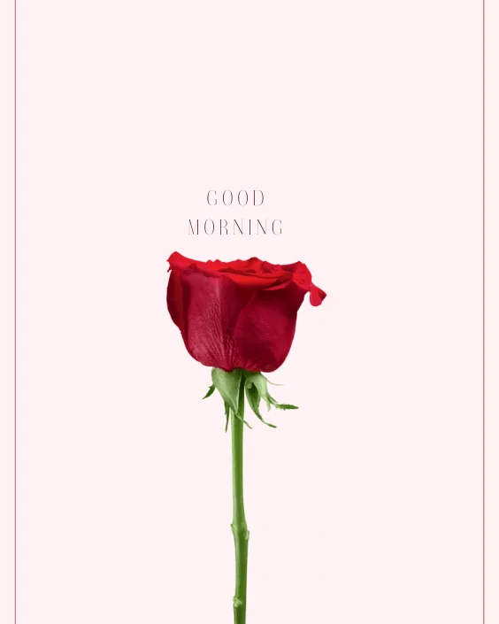 Good Morning Rose Image