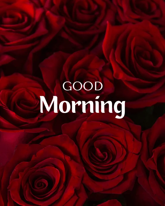 Good Morning Rose Image