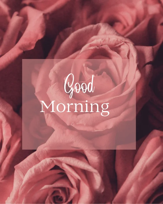 Good Morning Rose Image