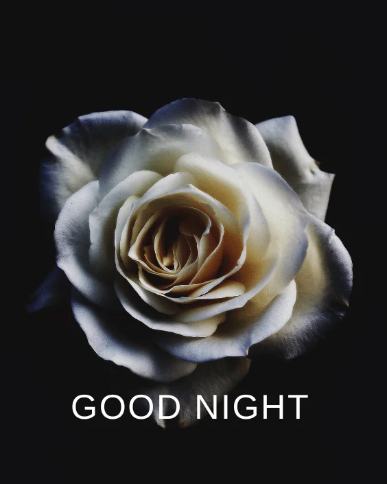 Good Night with Rose Image