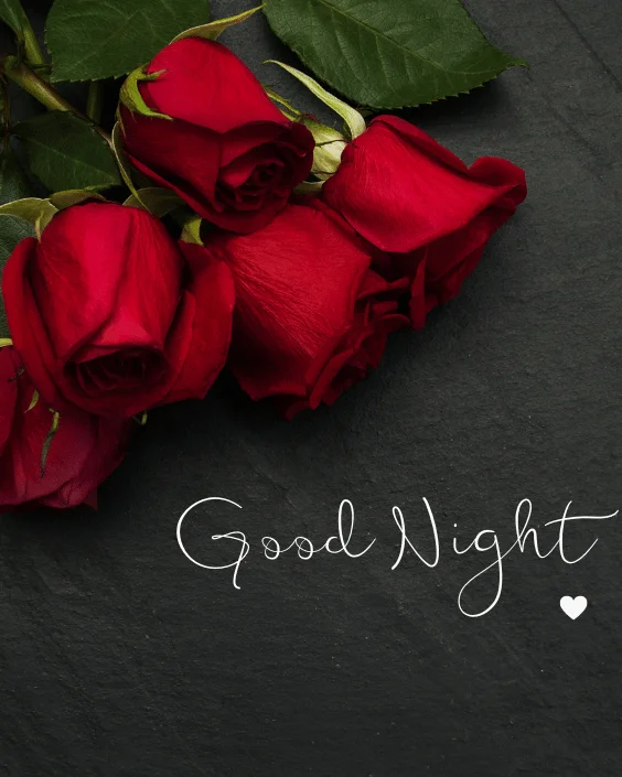 Good Night with Rose Image