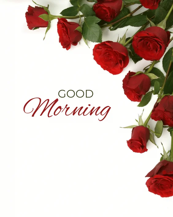 Good Morning Rose Image